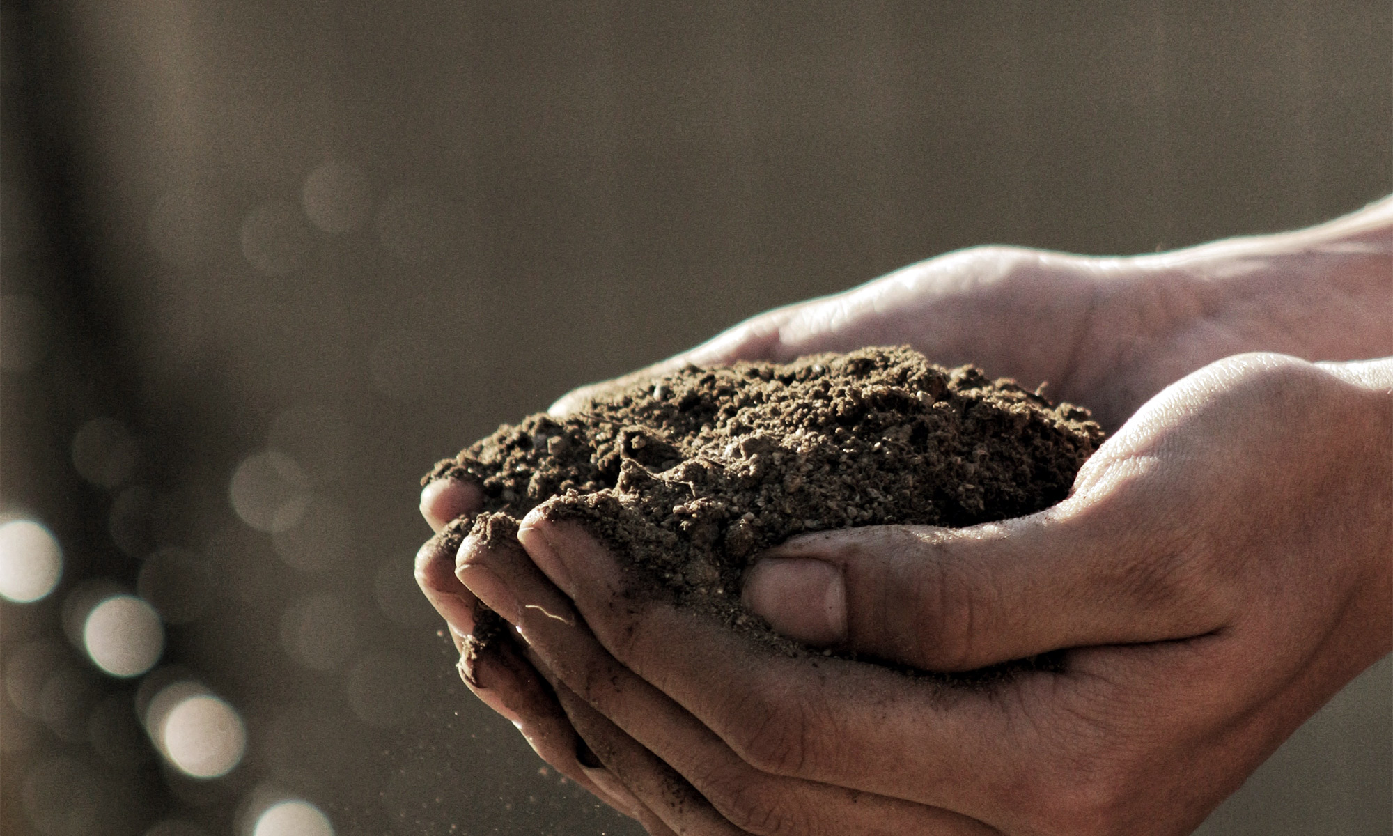 Alimentação CPLP! | Impacto do Covid-19 na alimentação nos países da CPLP | Alimentação familiar | Agricultura sustentável